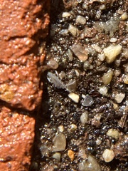 Entomobrya unostrigata