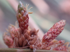 Afroscirpoides dioeca