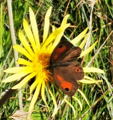 Pseudonympha magoides