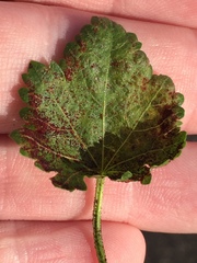 Synchytrium australe