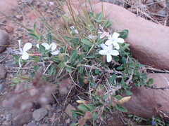 Barleria stimulans