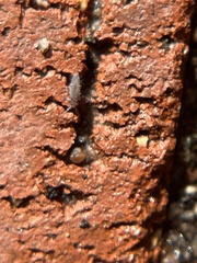 Entomobrya unostrigata