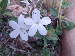 Barleria stimulans