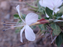 Barleria stimulans