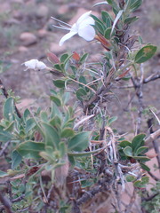 Barleria stimulans