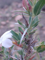 Barleria stimulans