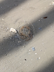 Rhizostomatoidea