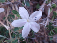 Barleria stimulans