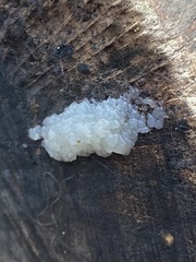 Exidia thuretiana