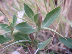 Barleria stimulans
