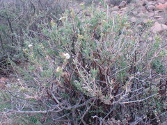 Delosperma