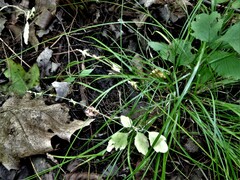 Carex rosea