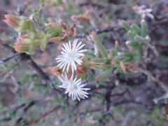 Delosperma