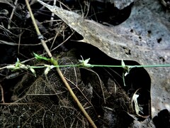 Carex rosea
