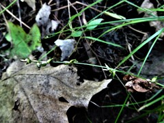 Carex rosea