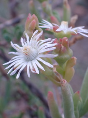 Delosperma