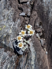 Leucogenes grandiceps