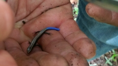 Plestiodon
