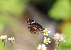 Danaus affinis fulgurata