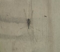 Amphineurus hudsoni
