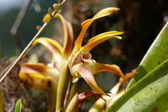 Maxillaria luteoalba