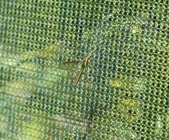 Leptotarsus albistigma