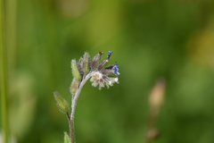 Myosotis discolor