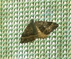 Hydriomena deltoidata