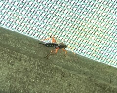 Echthromorpha intricatoria