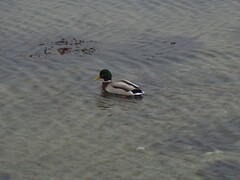 Anas platyrhynchos