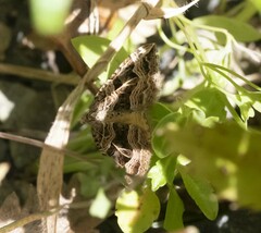 Xanthorhoe semifissata