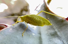 Phylloptera vaginalis