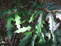 Ficus irisana