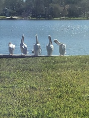 Pelecanus erythrorhynchos