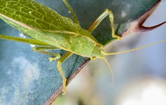 Phylloptera vaginalis