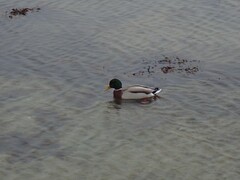 Anas platyrhynchos