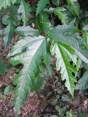 Ficus irisana