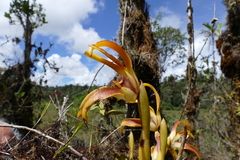 Maxillaria luteoalba