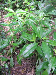 Pollia japonica