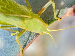 Phylloptera vaginalis