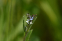 Myosotis discolor