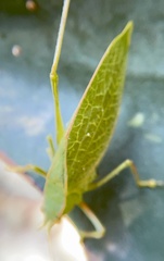 Phylloptera vaginalis