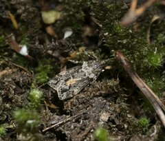 Eudonia submarginalis