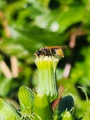 Pachodynerus nasidens