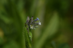 Myosotis discolor