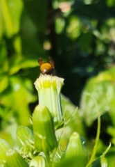 Pachodynerus nasidens