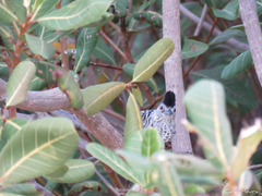 Thamnophilus doliatus capistratus