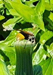 Pachodynerus nasidens