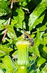 Pachodynerus nasidens