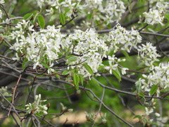 Magnoliopsida